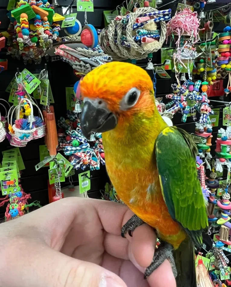 Sun Conure for Sale with bright yellow, orange, green, and blue plumage