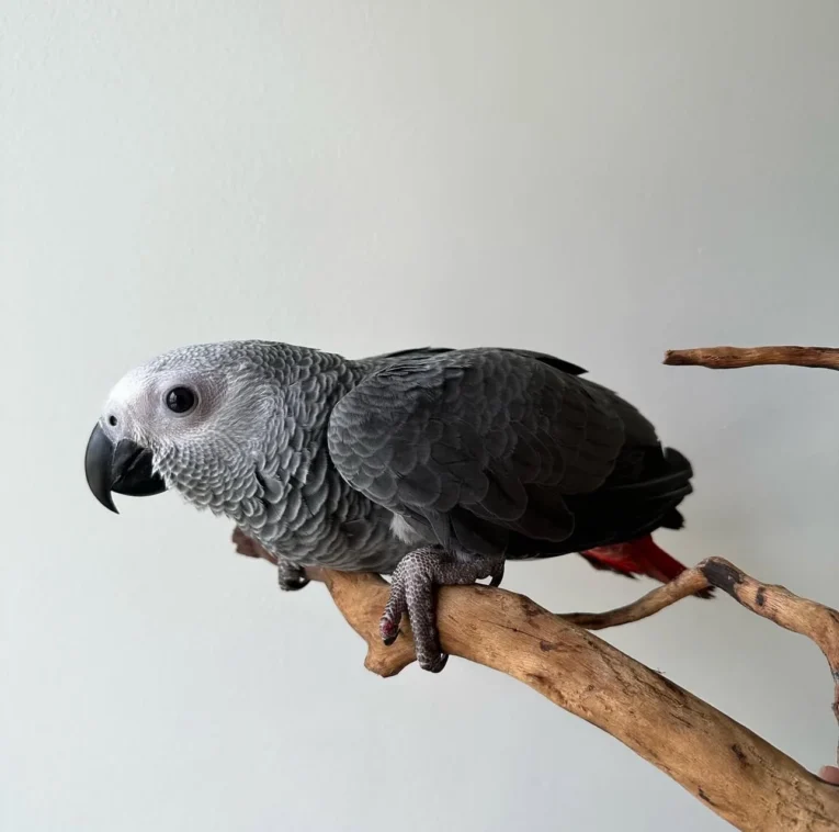 African Grey Parrot perched in a safe and enriched home environment