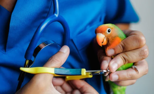 Bird grooming with a healthy pet bird, bathing area, and grooming supplies